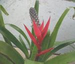 The LBVBS Facebook page logo created by Sheilla Perez, a photo of a flowering bromeliad