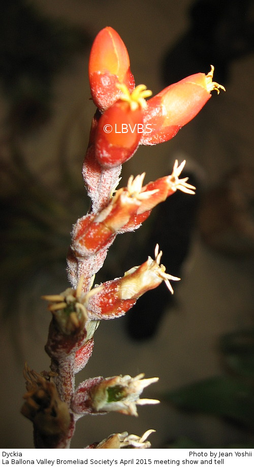Dyckia, inflorescence