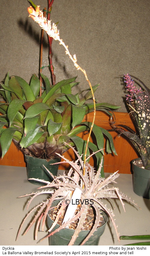 Dyckia, side view
