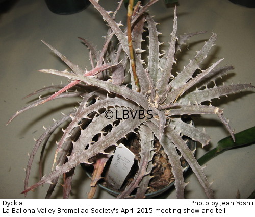 Dyckia, top view