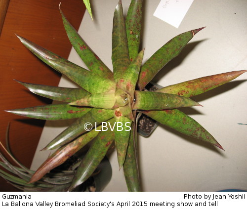 Guzmania, top view