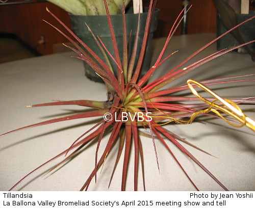 Tillandsia, top view