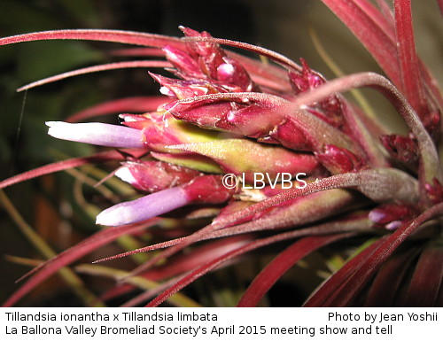 Tillandsia cross, inflorescence side view
