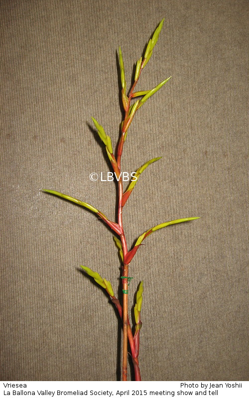 Vriesea, inflorescence