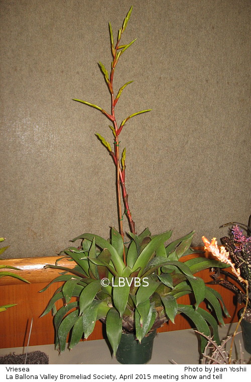 Vriesea, side view