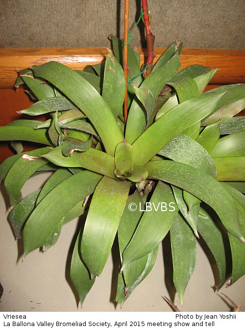 Vriesea, top view