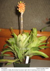 Aechmea