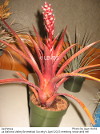 Aechmea