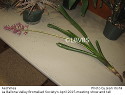Aechmea