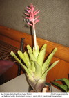 Aechmea distichantha