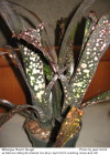 Billbergia 'Moulin Rouge'