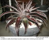 Dyckia