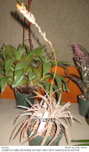 Dyckia