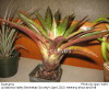 Guzmania