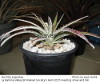 Hechtia argentea