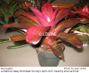 Neoregelia