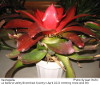 Neoregelia