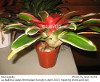Neoregelia