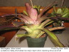 Neoregelia 'Ultra Violet'