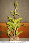 Orthophytum fosterianum