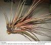 Tillandsia