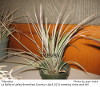 Tillandsia