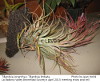 Tillandsia cross