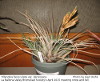 Tillandsia fasciculata var. densispica