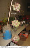 Tillandsia ionantha