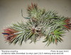 Tillandsia ionantha