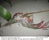 Tillandsia seleriana