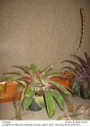 Vriesea