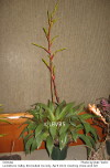 Vriesea