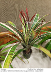 Vriesea 0