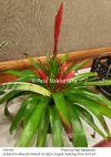 Vriesea 1