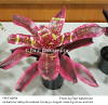 Neoregelia