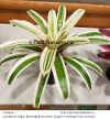 Vriesea 2