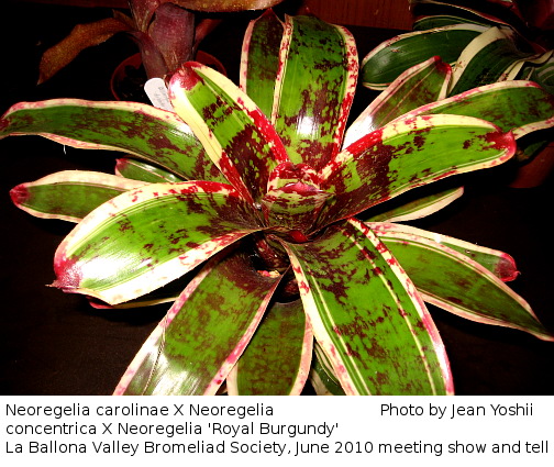 Neoregelia cross