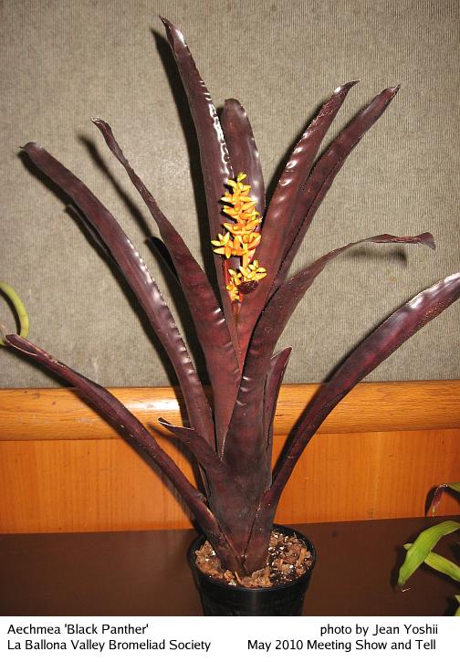 Aechmea Black Panther