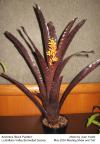 Aechmea Black Panther