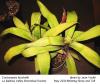 Canistropsis burchellii