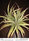 Hechtia