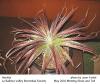 Hechtia