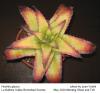 Hechtia glauca