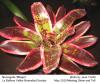Neoregelia Milagro