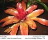 Neoregelia